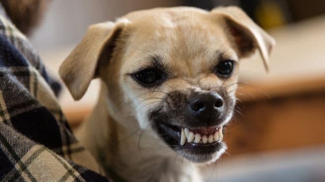 Estresse de humanos contagia os cães, afirma estudo; personalidade do dono afeta as concentrações do hormônio cortisol no seu cachorro