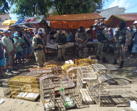 FOTO: Ação da Guarda Municipal e Cipam resgata 69 aves silvestres em feira livre em Natal