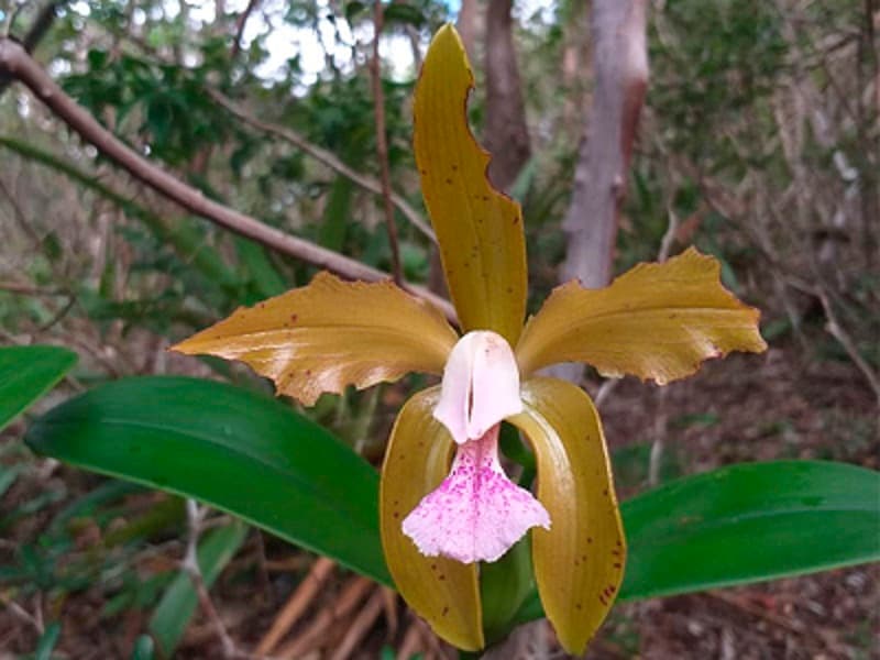 FOTO: Flor símbolo do RN, Orquídea Cattleya granulosa inicia floração