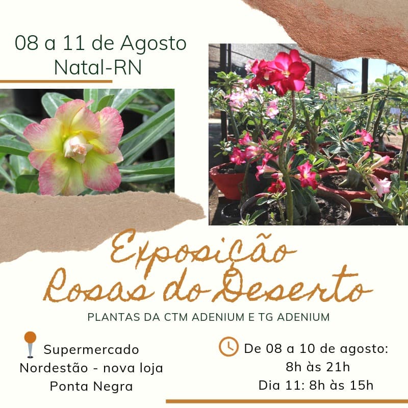 Nordestão realiza na próxima semana exposição Rosas do Deserto na loja Ponta Negra
