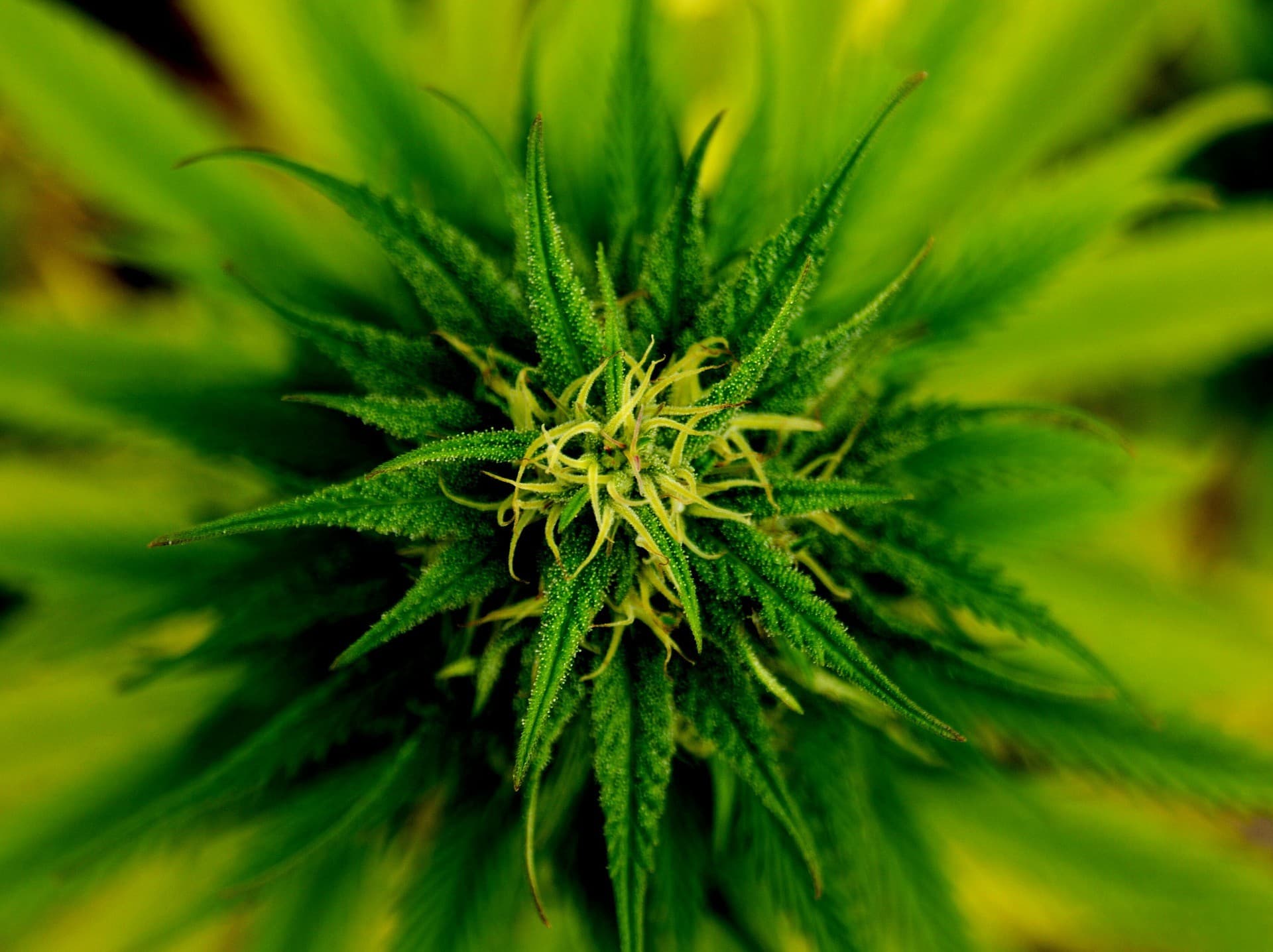 Entenda por que a maconha foi proibida ao redor do mundo