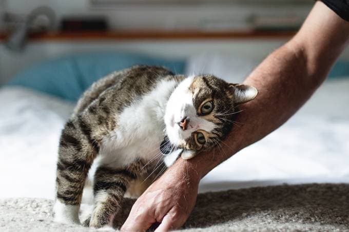 Gatos são tão apegados aos donos quanto cachorros, diz estudo