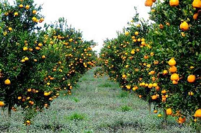 Fruticultura potiguar conquista mercado chinês e deve gerar mais 10 mil empregos