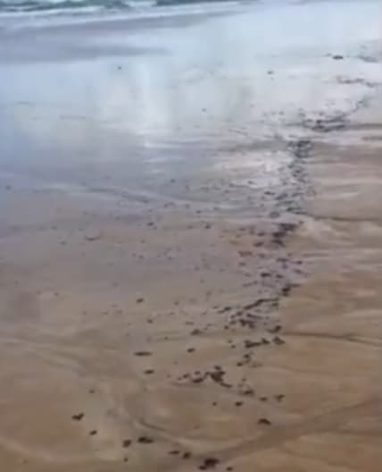 Manchas de óleo voltaram a aparecer em seis praias do RN nesse fim de semana