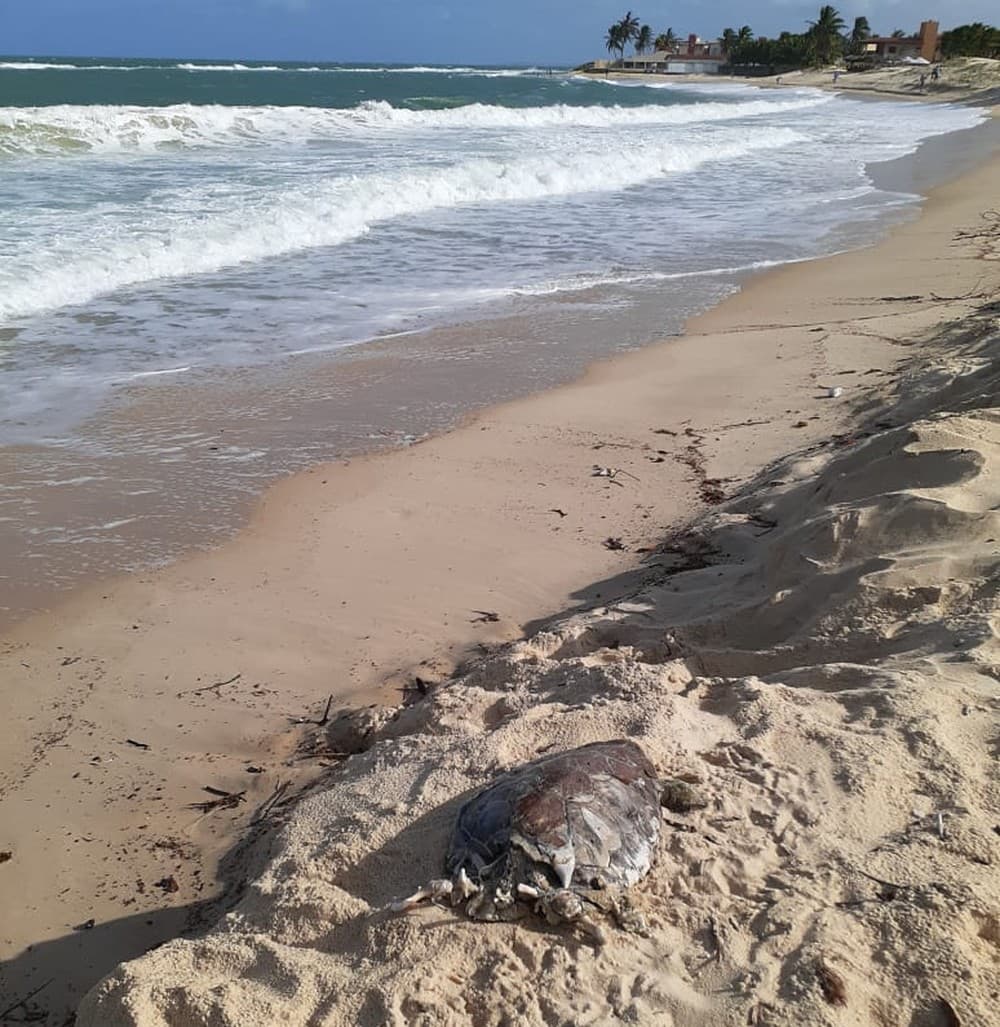 Duas tartarugas marinhas com manchas de óleo são achadas mortas na praia de Tabatinga, no litoral sul potiguar