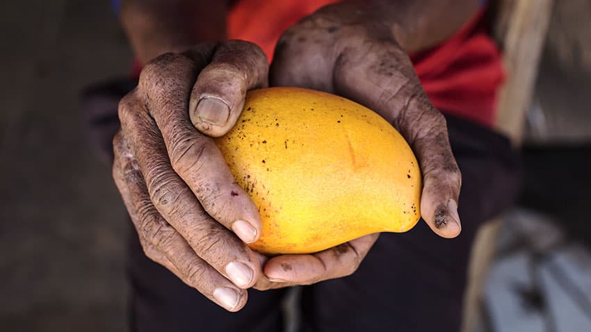 Trabalhadores da fruticultura estão entre os 20% mais pobres da população brasileira