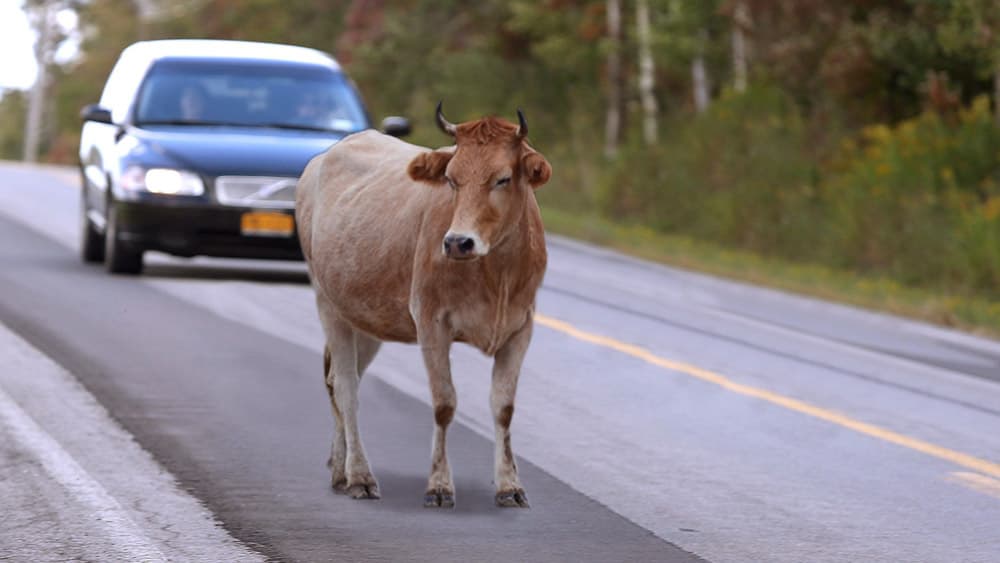 Estado e DER devem indenizar vítimas de acidente com animais soltos em rodovia na Grande Natal