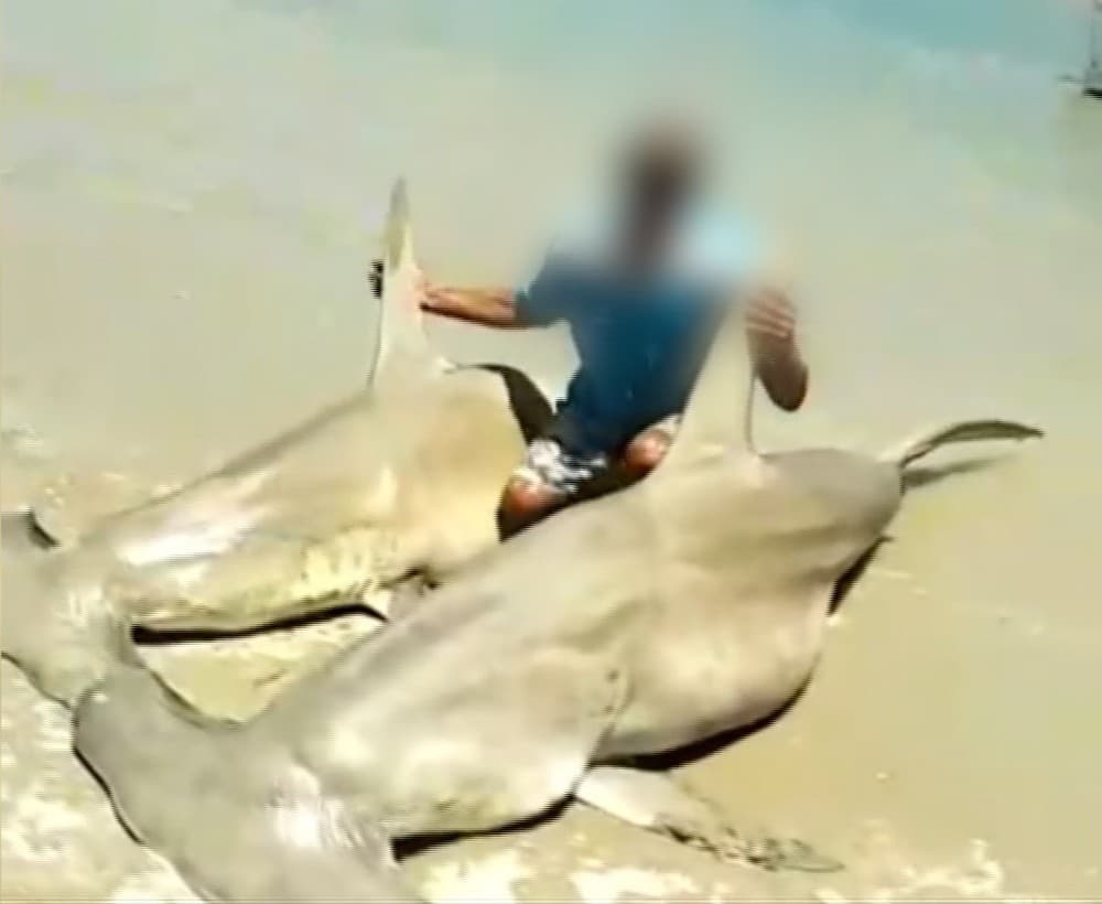 VÍDEO: Idema investiga pesca de tubarões-martelo em reserva do RN