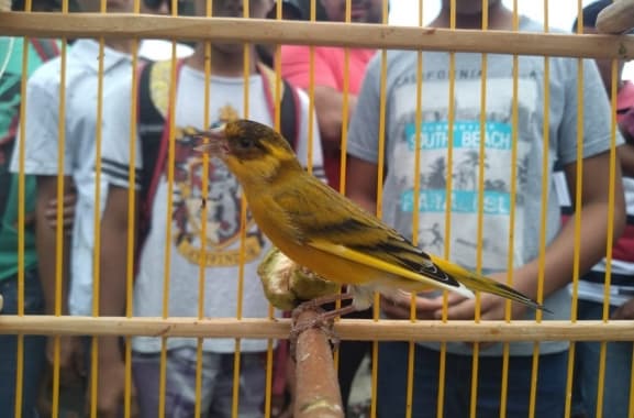 Guarda Municipal em Natal resgata 74 aves silvestres na feira livre de Cidade da Esperança