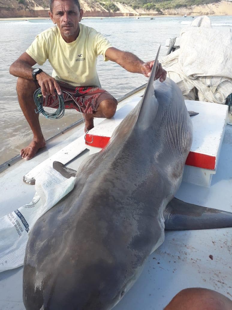 FOTOS: Pescadores em Baía Formosa registram tubarão de aproximadamente 100 kg capturado em alto mar