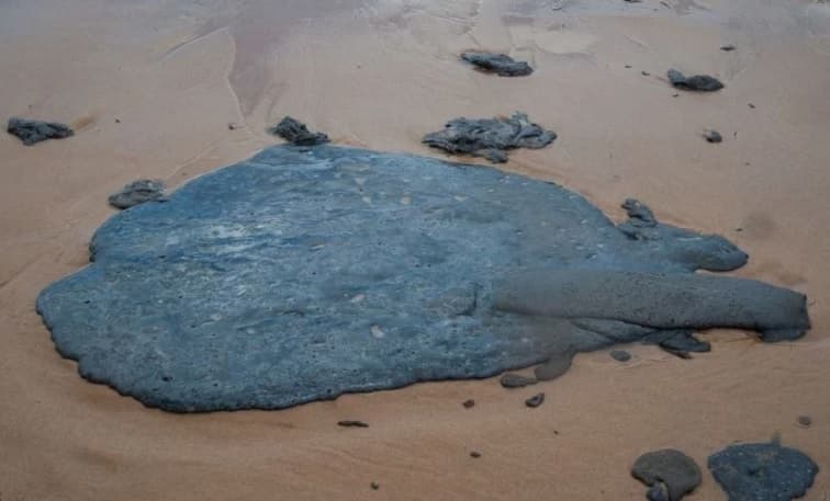 Coleta e análise do pescado na costa do RN tem início nesta semana