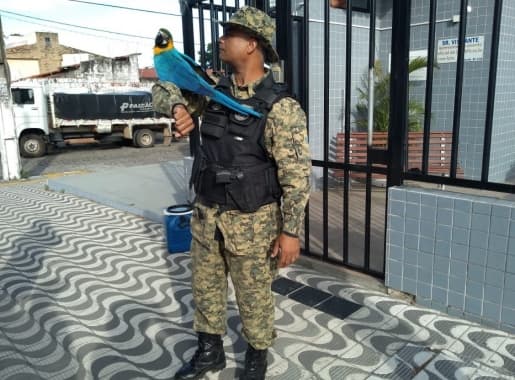 FOTO: Guarda Municipal resgata em condomínio em Ponta Negra arara natural da região Amazônica