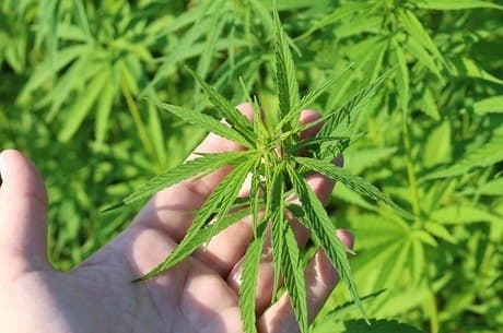 Justiça autoriza paciente a plantar cannabis e impede prisão pela Polícia Federal
