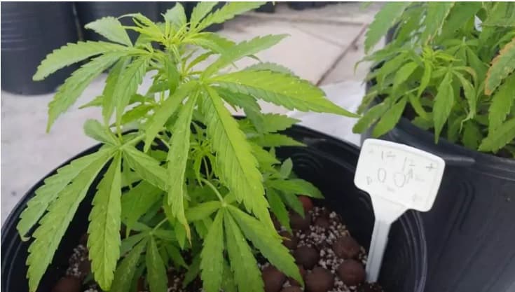 Anvisa rejeita cultivo de maconha para fins medicinais