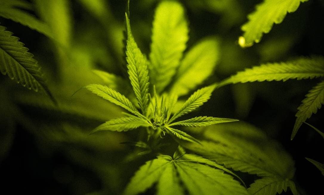 Anvisa aprova por unanimidade registro de medicamentos à base de maconha