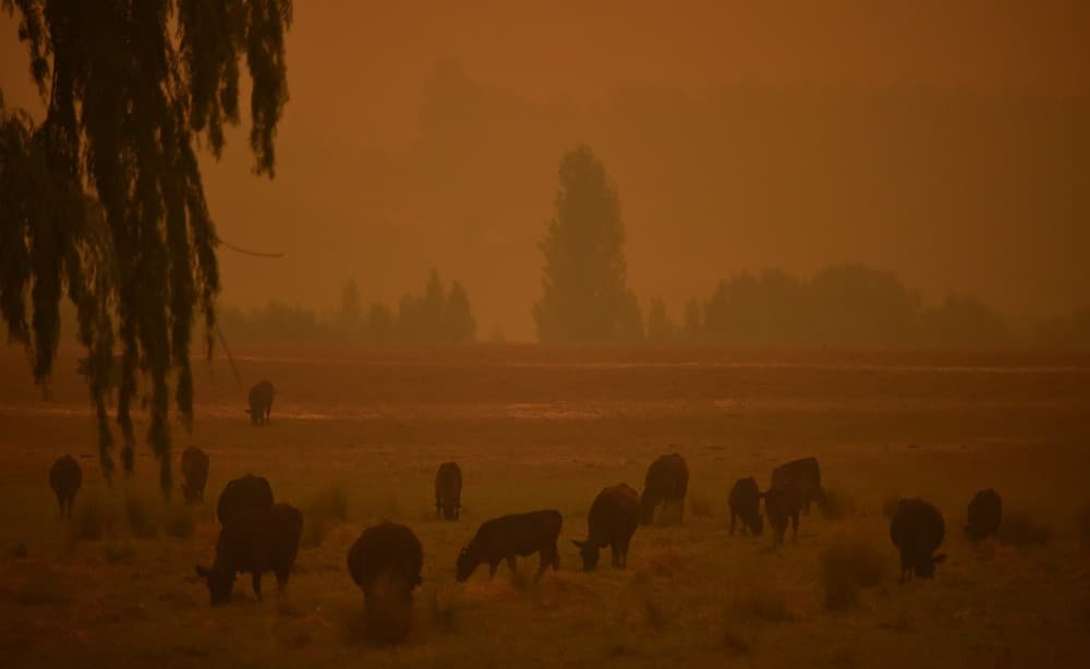 ‘Megaincêndio' na Austrália assola área 4 vezes maior que Nova York