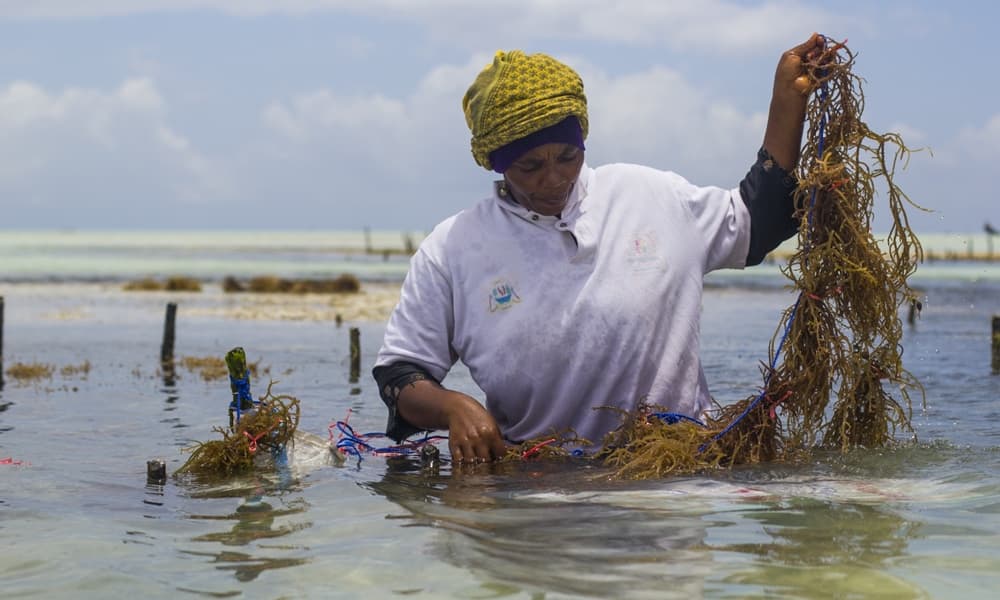 Pesquisador da UFRJ seleciona praia em Macau para cultivo experimental de algas marinhas