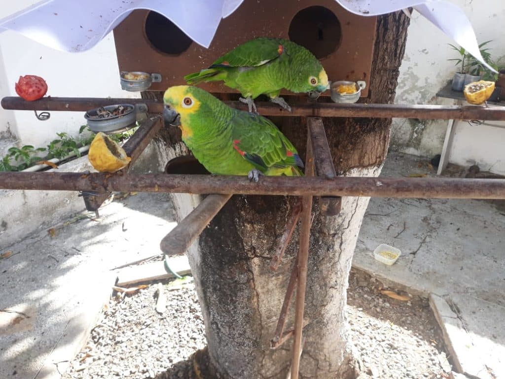 [FOTO] Natalense busca por papagaio que fugiu em Lagoa Nova