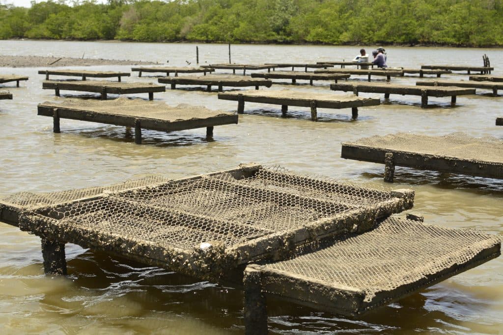 Consumo liberado: análise da UFRN descarta contaminação em pescado de Tibau do Sul