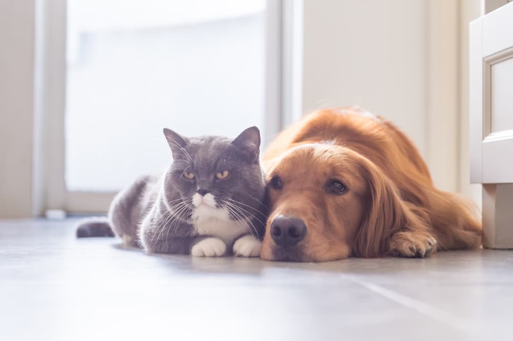 Os nomes de cachorros mais escolhidos em 2019 no Brasil foram Mel e Thor, e de gatos, Nina e Tom; veja ranking