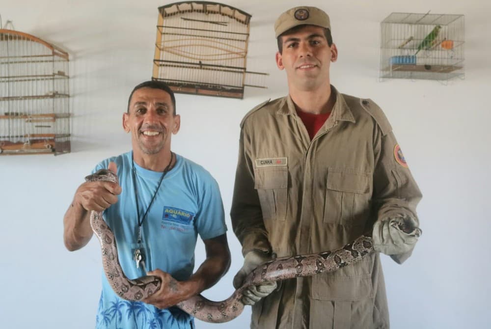 FOTO: Cobra jiboia de aproximadamente 1,5 metro é capturada dentro de vila na Grande Natal