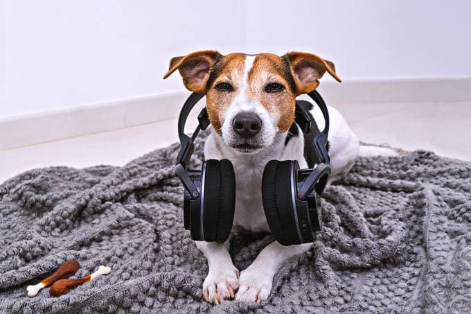 Spotify lança playlists para cachorros que ficam sozinhos em casa