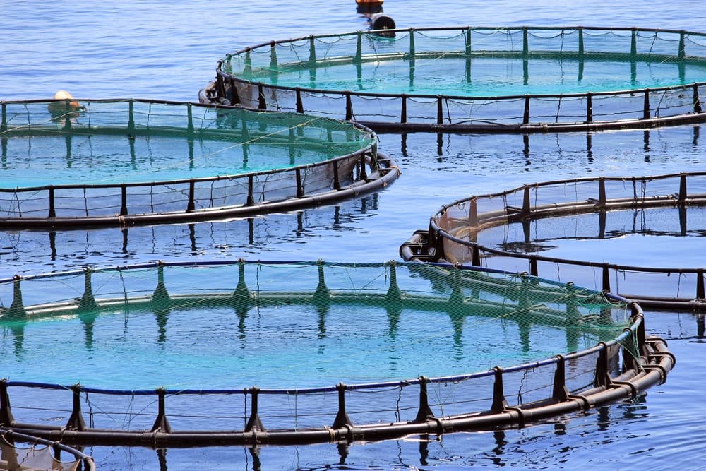 AQUICULTURA: Governo Federal oferta em licitação 46 áreas aquícolas para interessados no RN e mais 10 estados