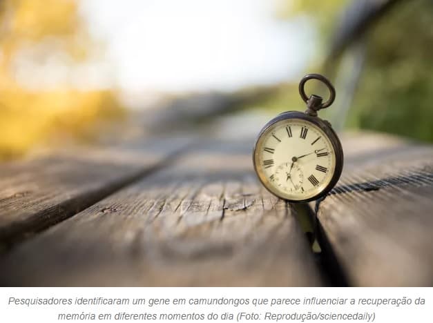 Memória funciona melhor (ou pior) dependendo da hora do dia, sugere estudo