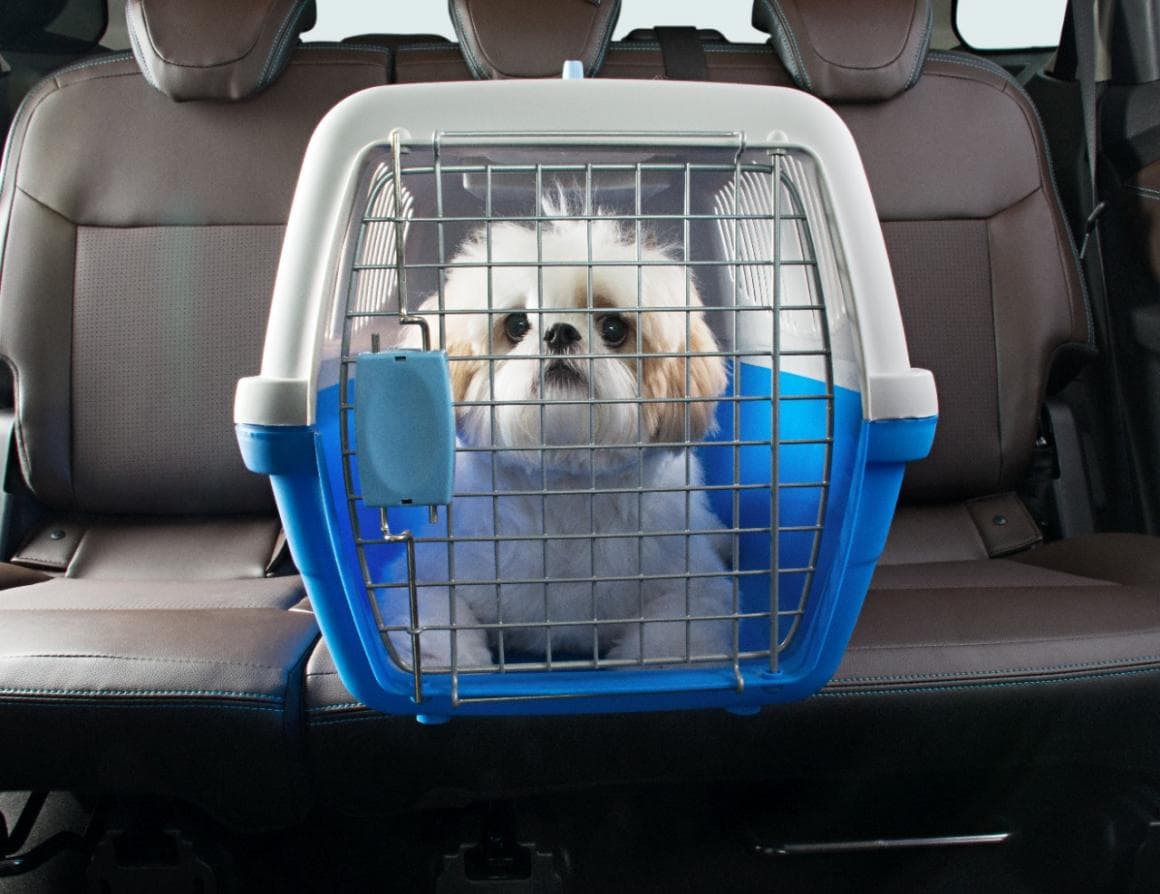Publicada lei que autoriza transporte de cachorros e gatos em ônibus e trens no RN