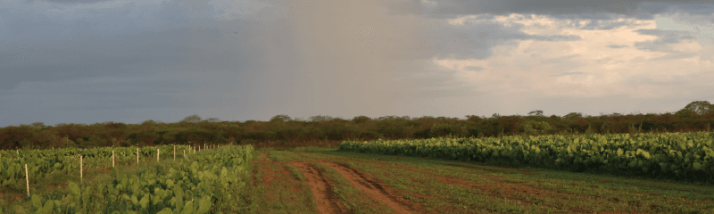 BENÇÃO: Após encontro no RN, meteorologistas anunciam que sertão vai ter bom período chuvoso nos meses de março, abril e maio