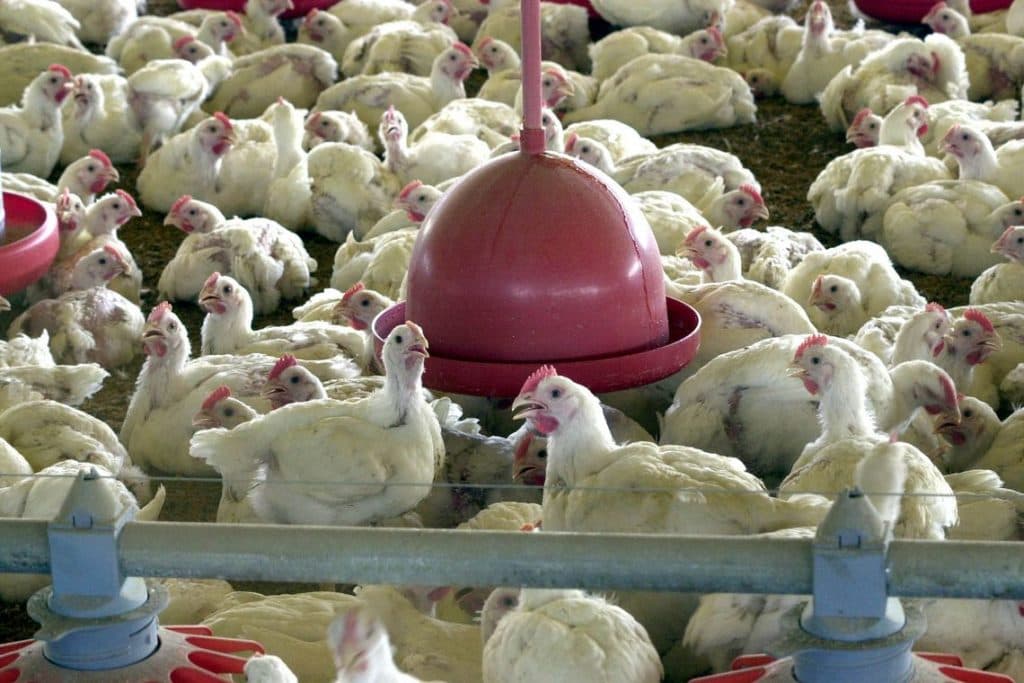 Depois do coronavirus, China reporta surto de gripe aviária