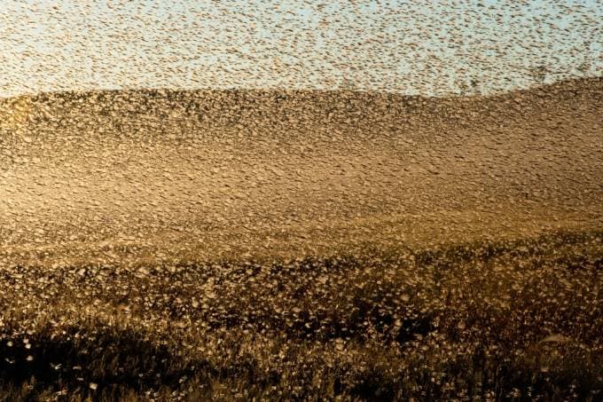 PARECE COISA DE FILME: Leste da África enfrenta invasões de gafanhotos “sem precedentes”