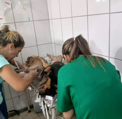 FOTOS: Mais de 50 cães são envenenados e mortos em lar temporário, na Região Metropolitana de BH