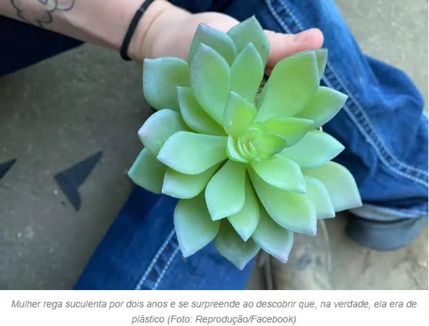 Mulher viraliza ao descobrir que planta regada por 2 anos é de plástico