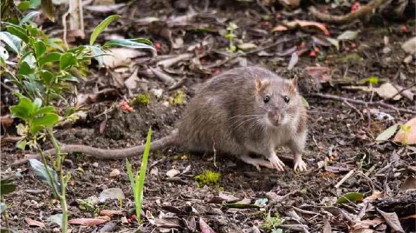 Coronavírus: ratos ficam ‘agressivos' por falta de comida nos EUA