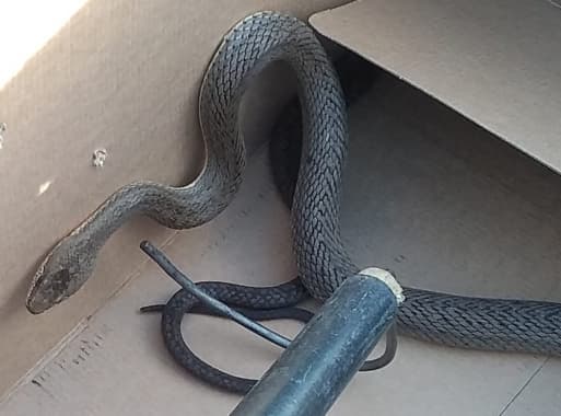 FOTO: Guarda Municipal resgata serpente em estacionamento de hipermercado em Natal