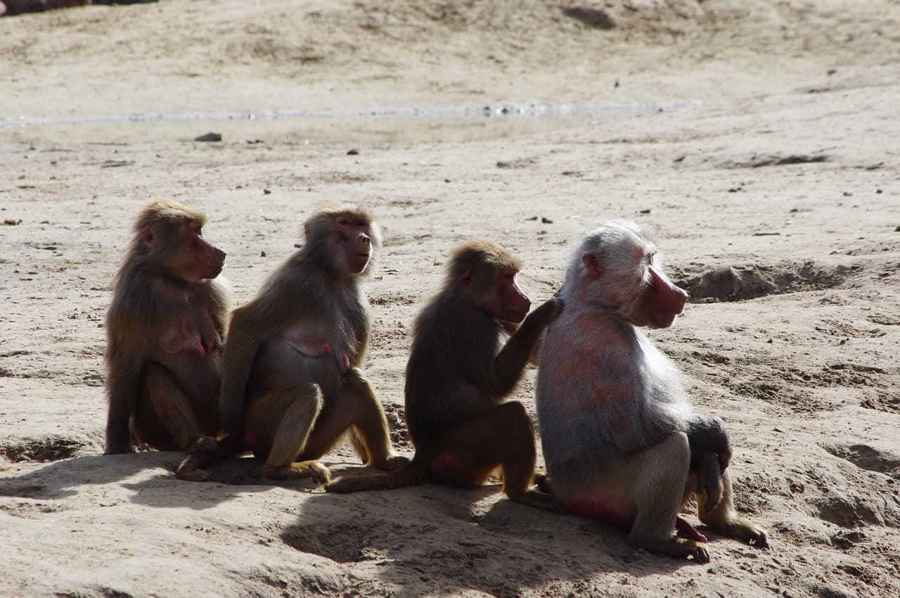 Macacos atacam laboratório, roubam sangue infectado com Covid-19 na Índia e criam temor de maior disseminação do vírus em áreas residenciais