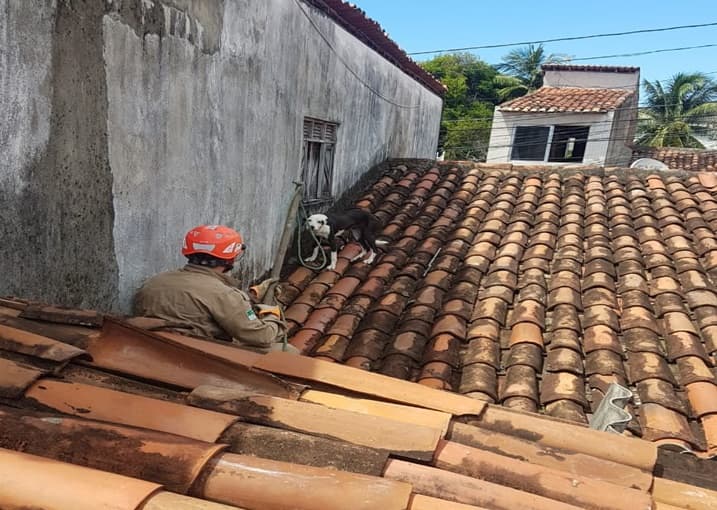 FOTO: Bombeiros resgatam cadela presa em telhado de casa no Alecrim