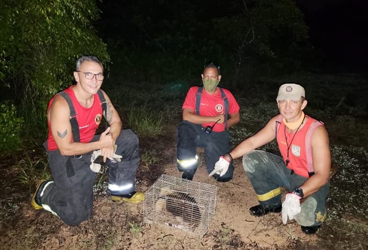 Corpo de Bombeiros do RN resgata tamanduá-mirim na Grande Natal