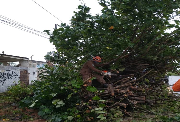 Com 57 ocorrências na Grande Natal nos últimos 50 dias, Corpo de Bombeiros orienta sobre quedas de árvores durante o período chuvoso