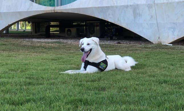 FOTO: Resgatado nos fundos do Palácio do Planalto e "adotado" pela família Bolsonaro, cachorro "Augusto" será devolvido ao dono após repercussão nas redes sociais