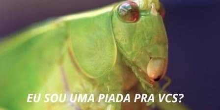 FOTOS: Nuvem de gafanhotos desvia do Brasil, mas vai para o Twitter na forma de memes