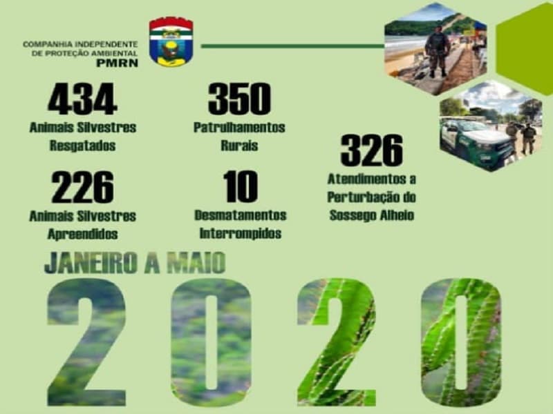 Companhia Independente de Proteção Ambiental (CIPAM) resgatou 434 animais silvestres no RN de janeiro a maio