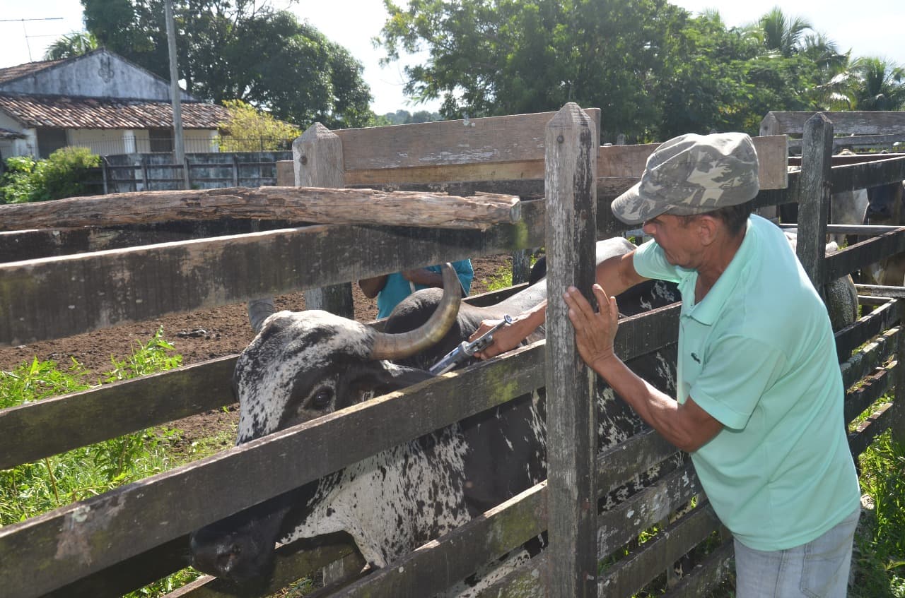Prefeitura de São Gonçalo do Amarante inicia primeira etapa de vacinação da febre aftosa