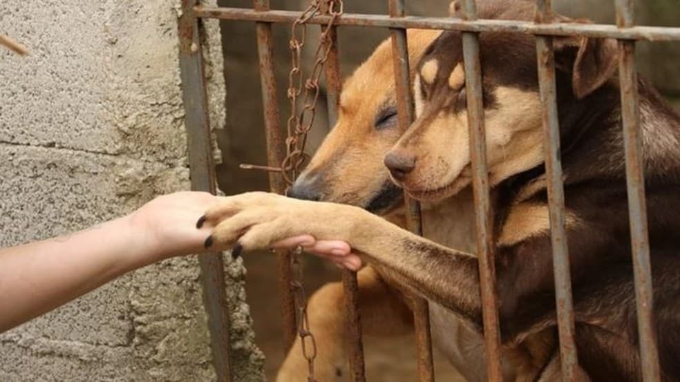 A ‘epidemia de abandono' dos animais de estimação no Brasil causada pela crise do coronavírus: do corte de gastos ao medo da "transmissão"