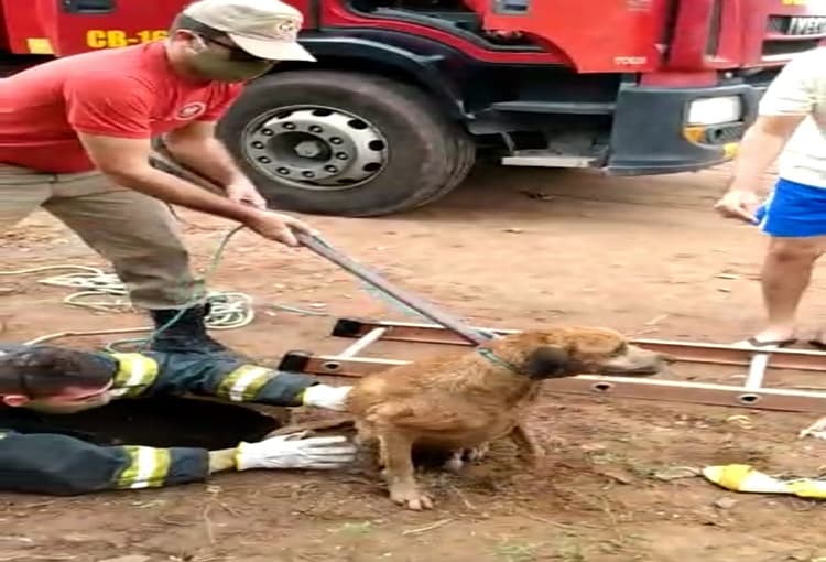 FOTO: Bombeiros resgatam cachorro que caiu dentro de bueiro na Grande Natal