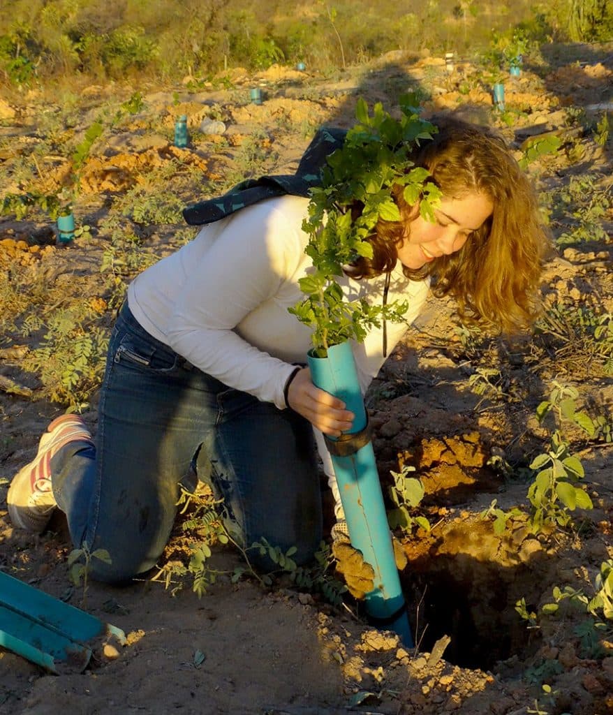 VÍDEO: Técnica desenvolvida por pesquisadores da UFRN aumenta expectativa no combate à desertificação do semiárido