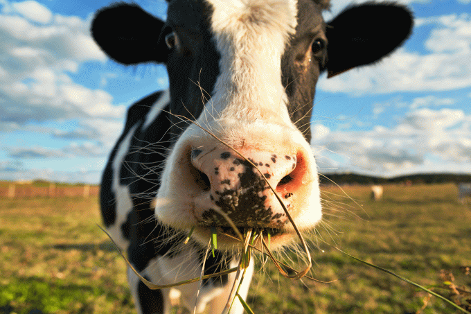 Cientista reduz o pum da vaca em 30%; acredite, isso é muito importante