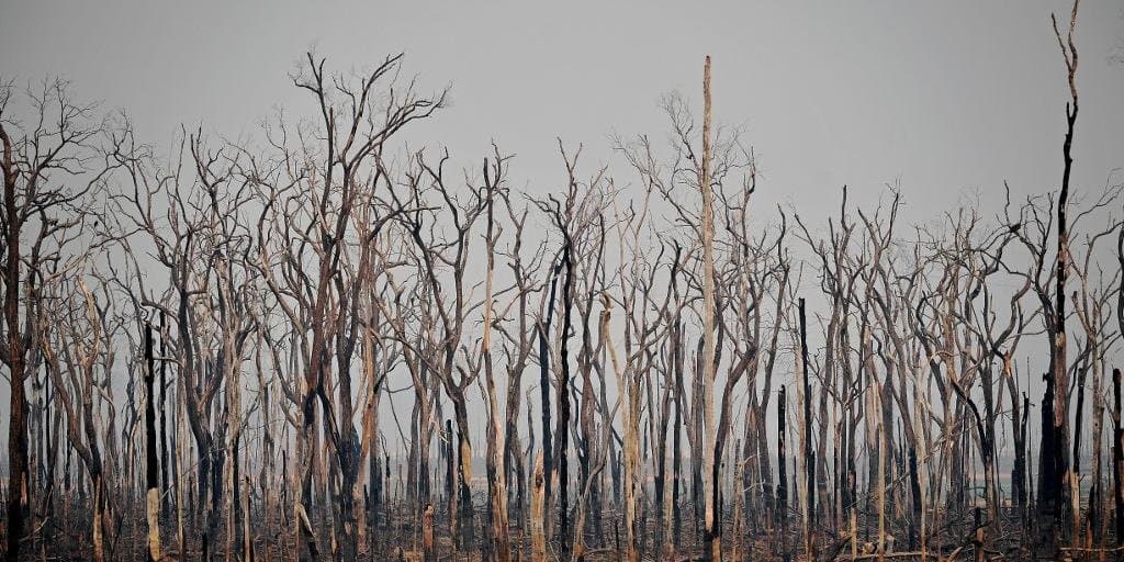 Governo exonera no Inpe responsável por monitorar Amazônia