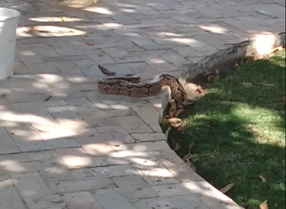 Cobra Jiboia de 1,5 metro é encontrada em praça de Mossoró